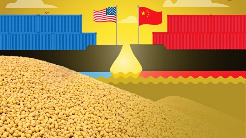 Trung Quốc giảm mua ảnh hưởng như thế nào đến nông dân trồng đậu tương tại Mỹ? trung-quoc-giam-mua-anh-huong-nhu-the-nao-den-nong-dan-trong-dau-tuong-tai-my